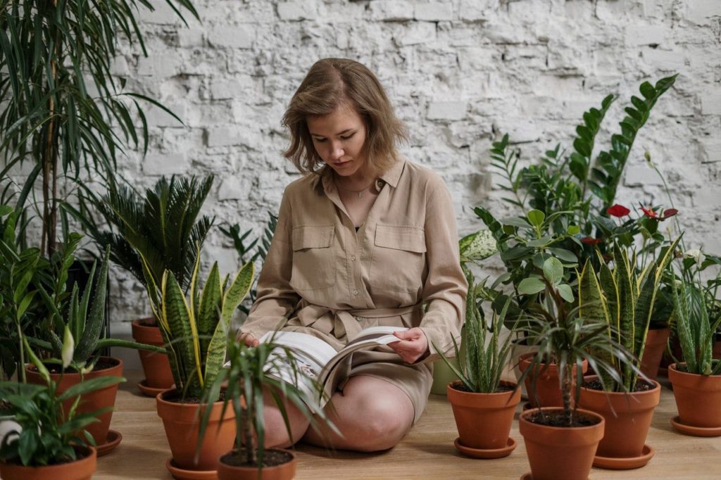Feng Shui : quelles plantes choisir pour équilibrer votre intérieur ?