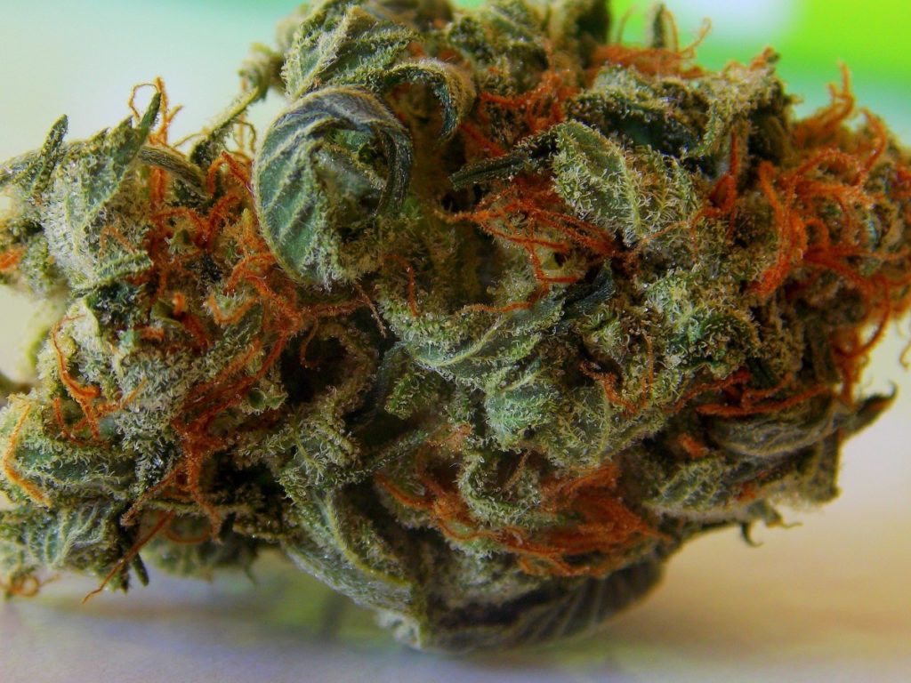 Fleurs de CBD non traitées : 2 raisons pour s’en procurer en faisant le bon choix