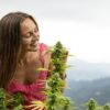 Le cannabis légal : à privilégier pendant les fêtes