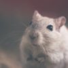 3 principes pour lutter contre les nuisibles