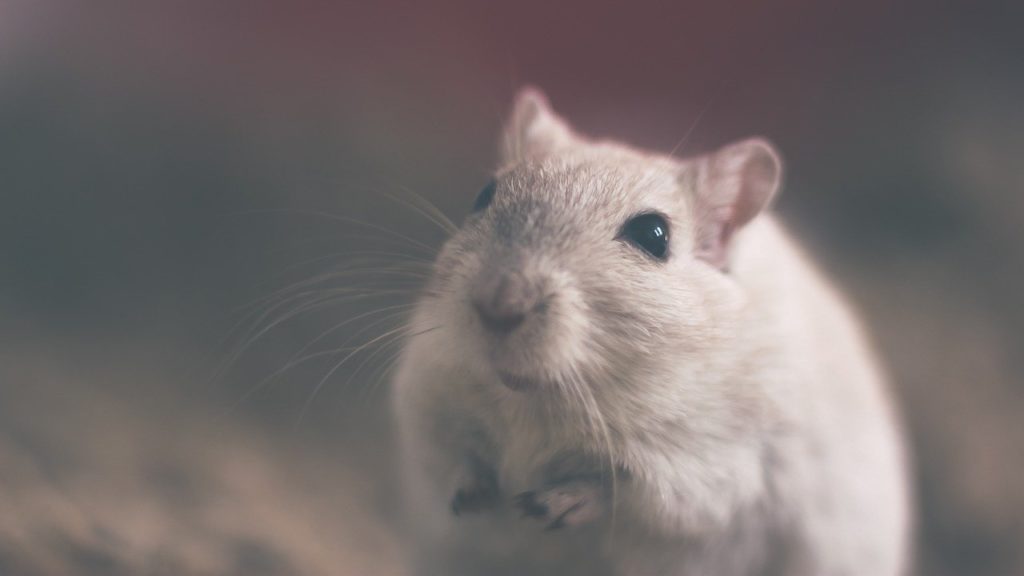 3 principes pour lutter contre les nuisibles