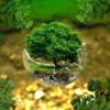 Tout savoir sur l’arbre de vie