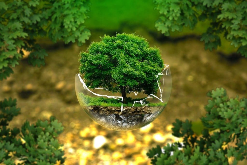 Tout savoir sur l’arbre de vie