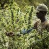 Où acheter des fleurs du CBD 