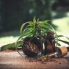 Les avantages de l’huile de CBD