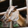 Les bienfaits du lait de chèvre sur la peau