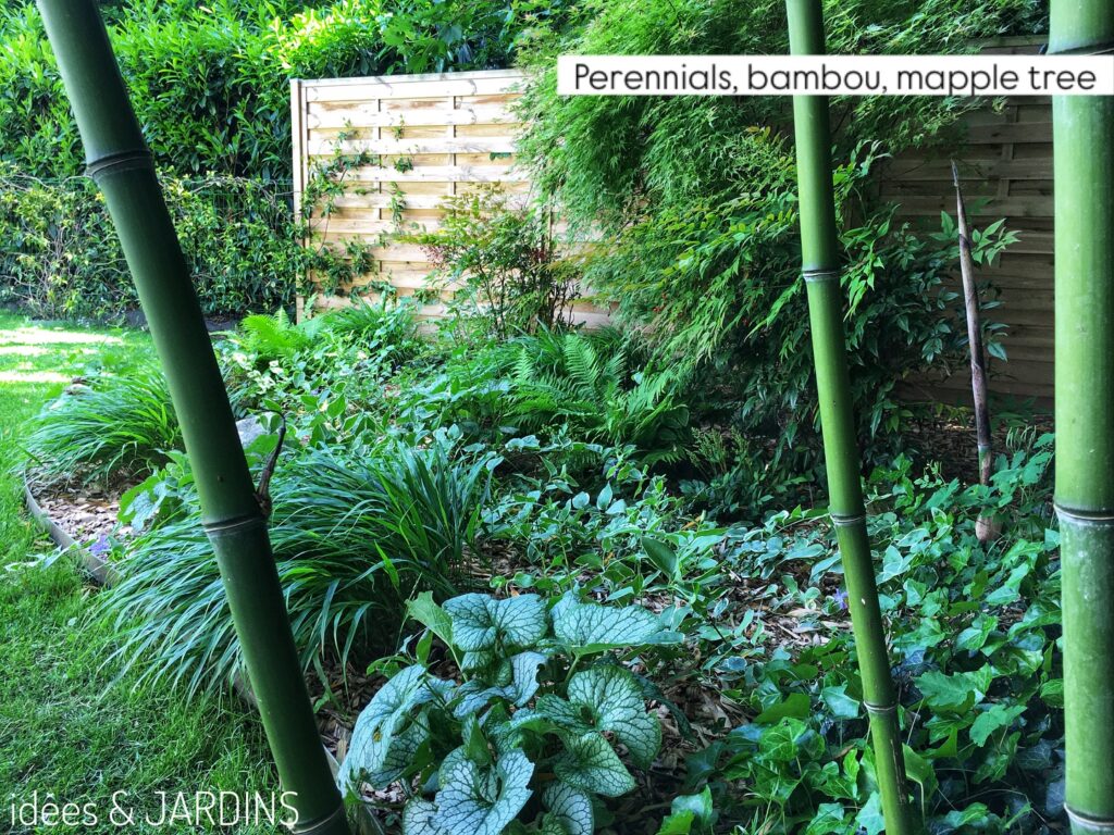 Bien vivre dans son jardin ! Focus sur le bambou