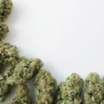 Fleur de CBD premium : qualité, arômes et méthode de culture