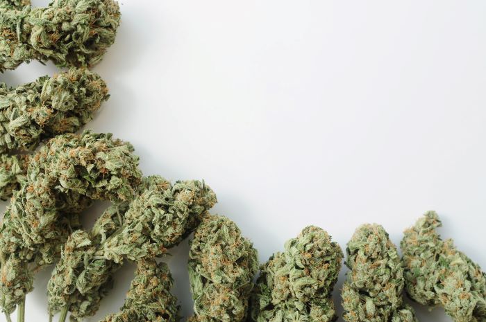 Fleur de CBD premium : qualité, arômes et méthode de culture