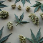 Comment conserver une petite quantité de fleurs CBD ?