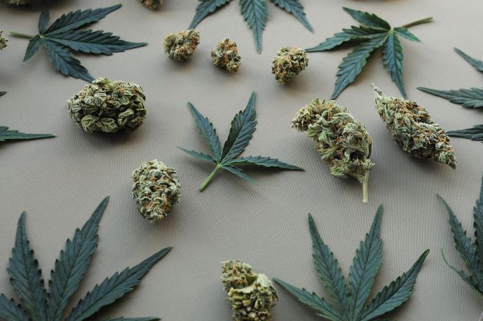 Comment conserver une petite quantité de fleurs CBD ?